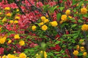 Best shrubs for Utah: The Double-Flowered Japanese Rose