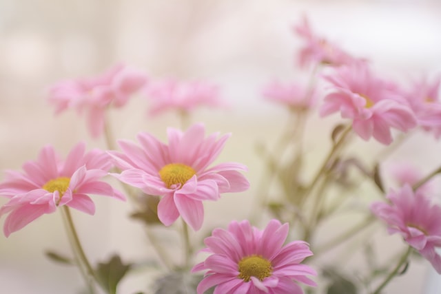 Close up view of a pink daisy flower.