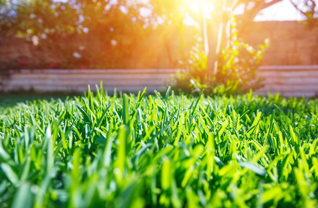 Close-up of a green backyard with the sun setting in the background