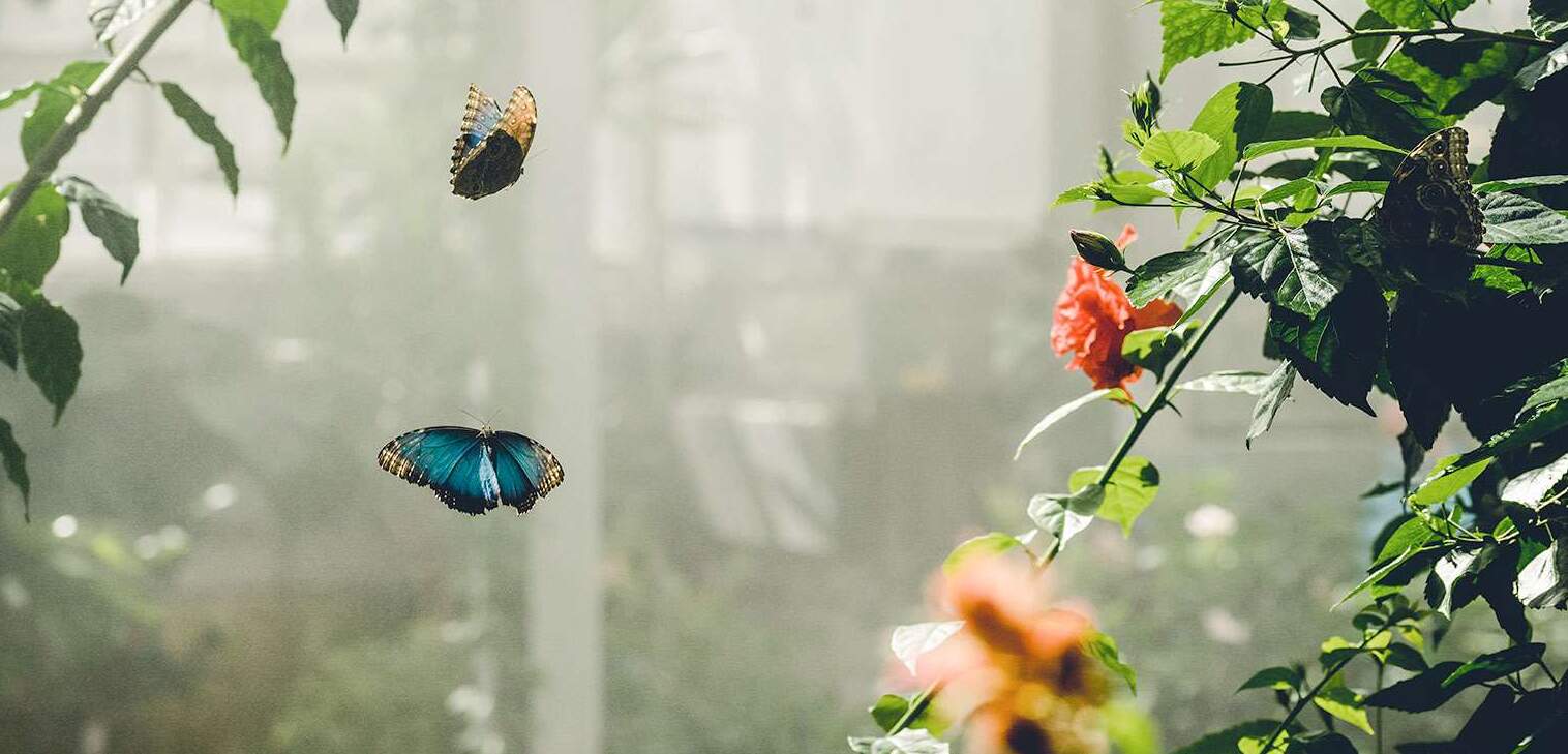 A close-up, inside view of the Butterfly Biosphere Museum in Utah