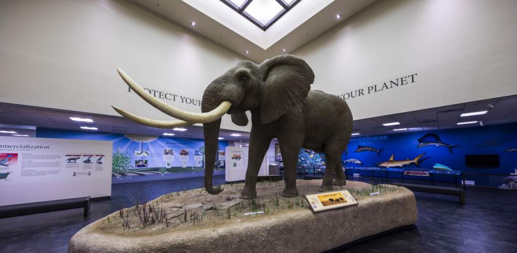 An inside view of the African elephant and foyer at the Bean Life Science Museum in Utah