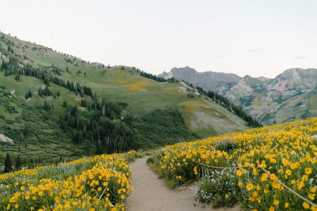 A path with flowers on one of the mountain ranges in Utah